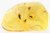 Three Fossil Flies and a True Midge in Baltic Amber #275442-1